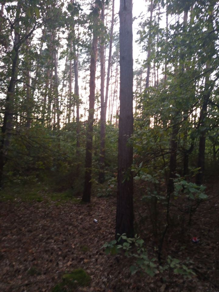 Działka leśna Mława. Zdjęcie 5