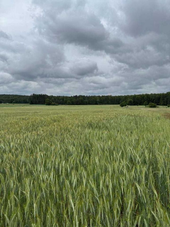 Działka rolna Szkudaj. Zdjęcie 4