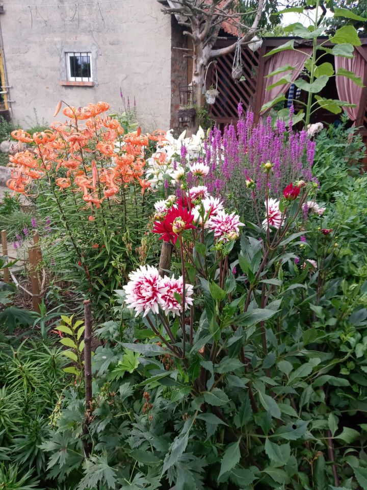 Działka inna Braniewo