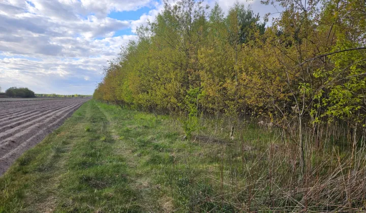 Działka rolna Gołków, ul. Dużego Stawu