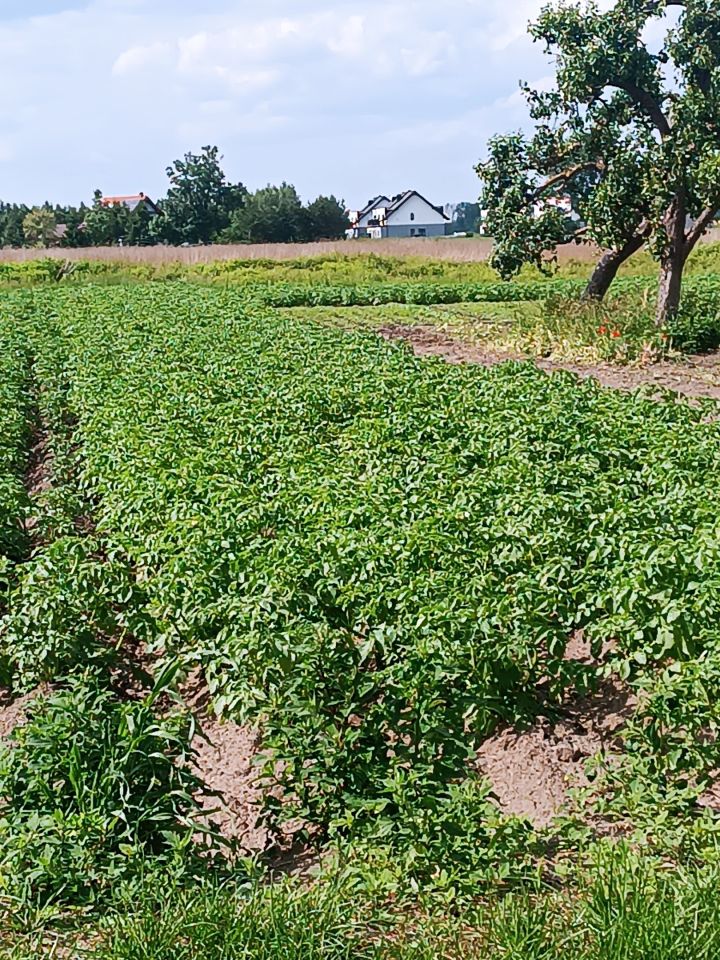 Działka budowlana Gostkowo. Zdjęcie 9