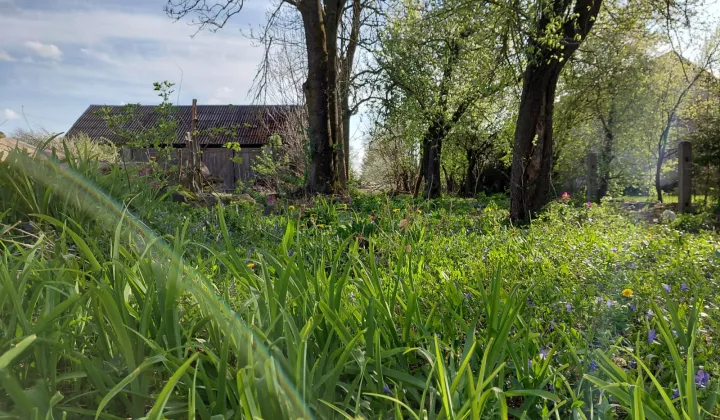 Działka siedliskowa Skrzyszew