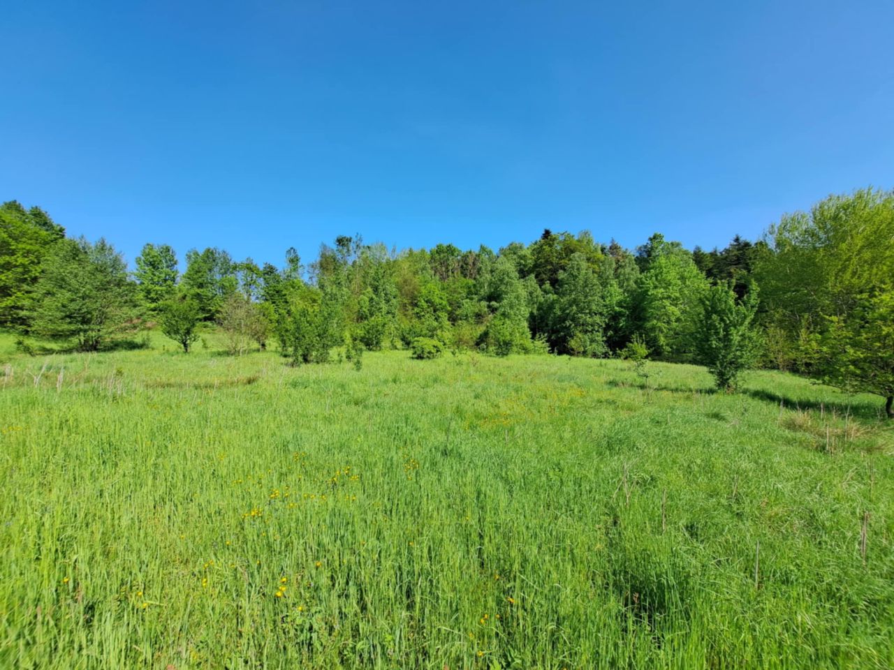 Działka rolna Baryczka. Zdjęcie 4