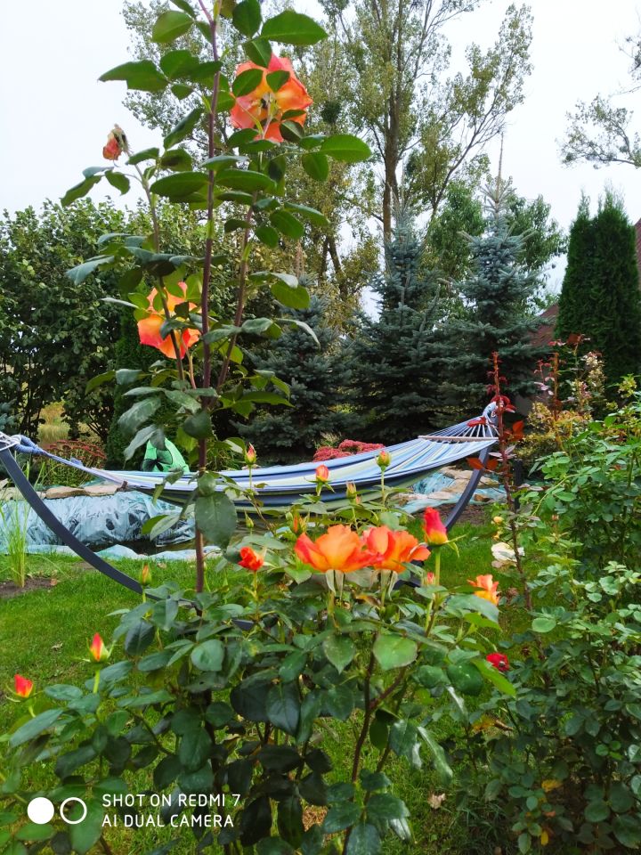 dom wolnostojący, 2 pokoje Uchańka. Zdjęcie 5