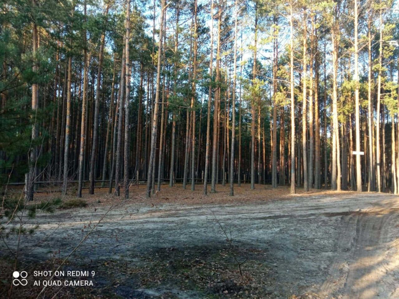 Działka leśna Karolinów. Zdjęcie 4