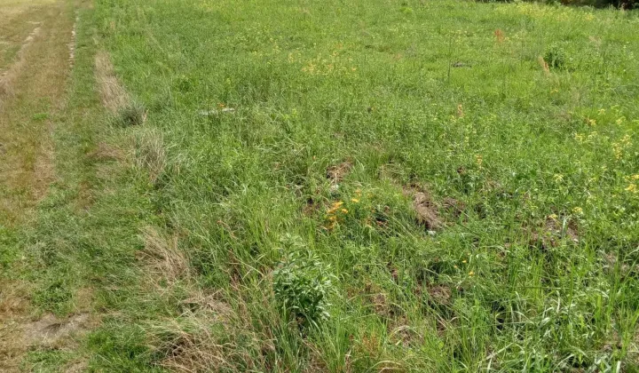 Działka budowlana Sołtyków