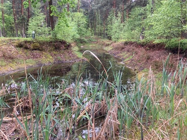 Działka leśna Osieck Kąciki, ul. Porannej Rosy. Zdjęcie 1