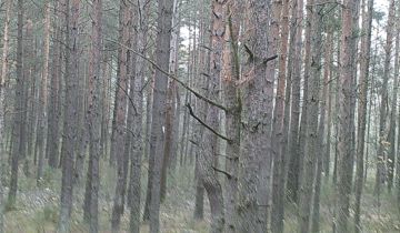 Działka leśna Wyszomierz