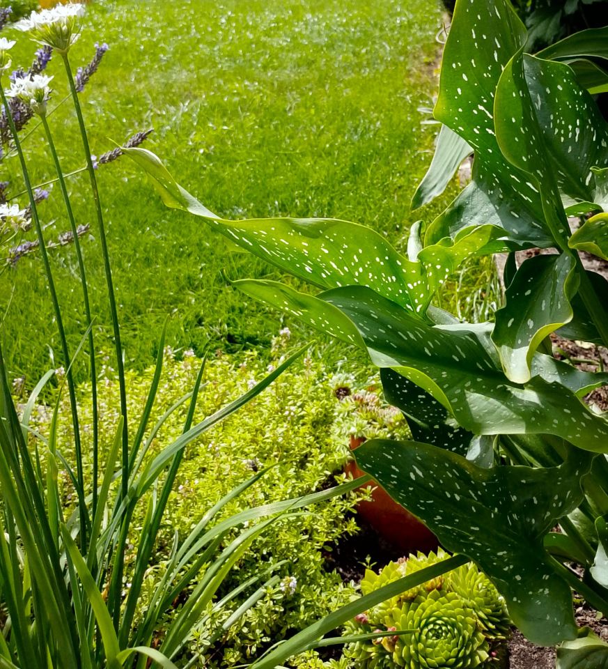 Działka rod Białystok, ul. Adama Mickiewicza. Zdjęcie 11