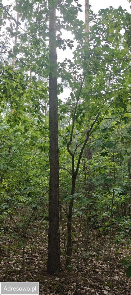 Działka rekreacyjna Siestrzeń, ul. Klonowa. Zdjęcie 8