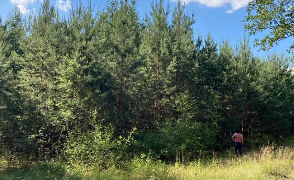 Działka leśna Zajączek. Zdjęcie 2