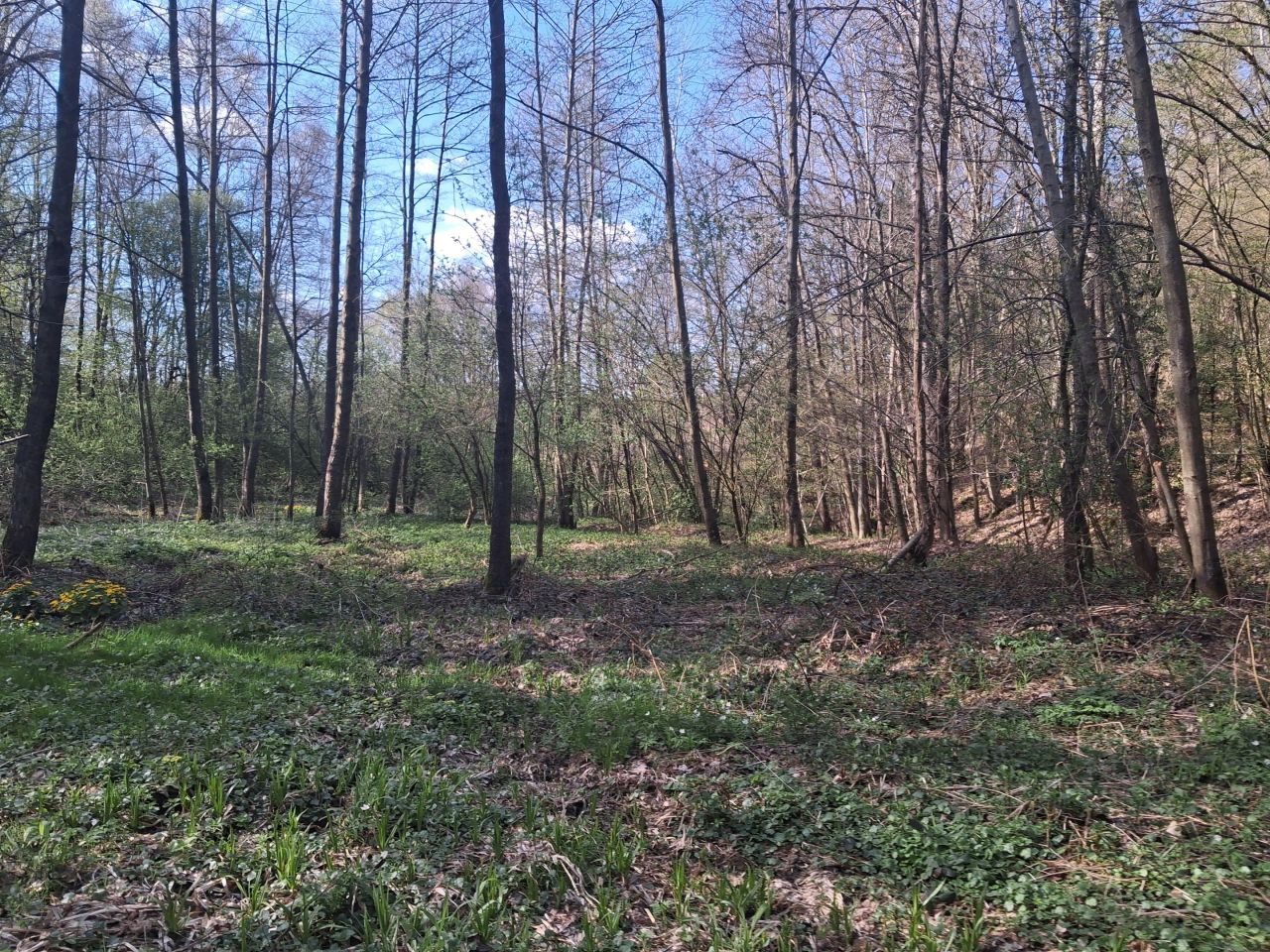 Działka leśna Lipnica Dolna, BRAK. Zdjęcie 11