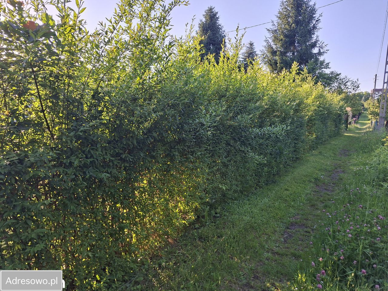 Działka rod Czeladź Piaski. Zdjęcie 8