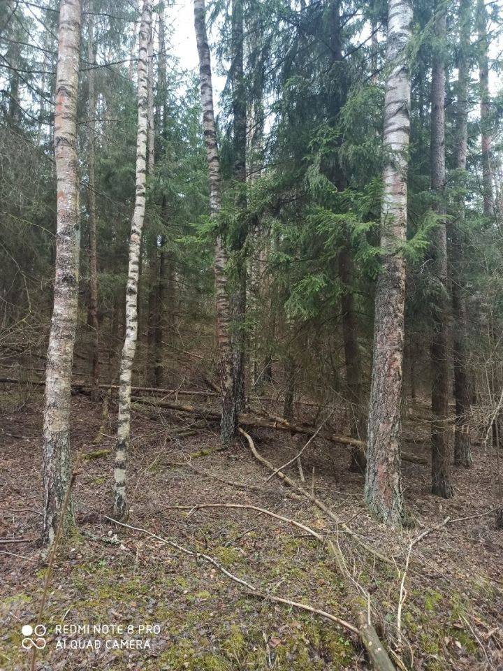 Działka Czuprynowo. Zdjęcie 1