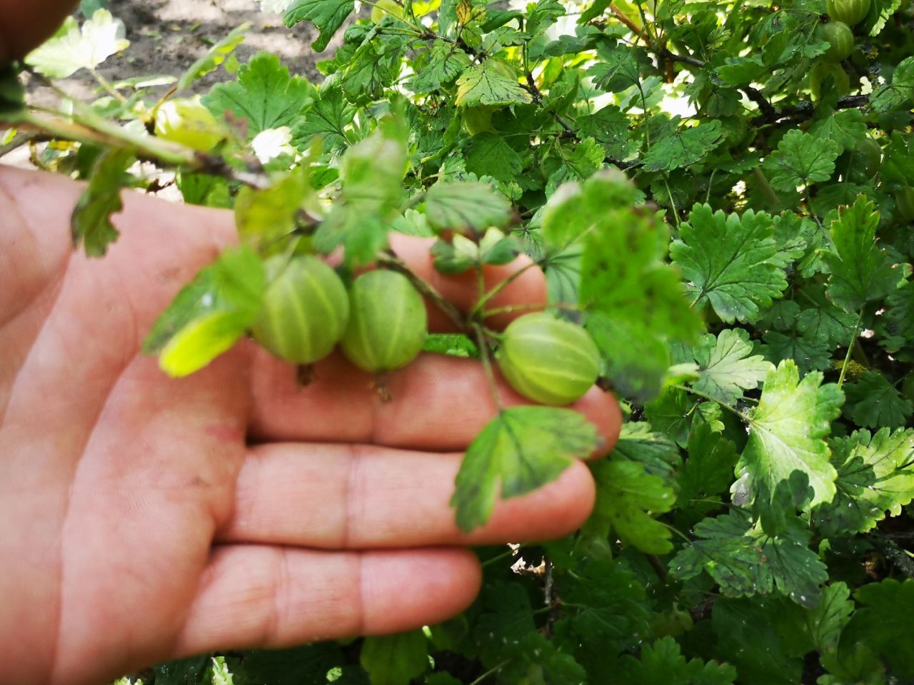 Działka rod Szczecin Świerczewo, ul. Tenisowa. Zdjęcie 2