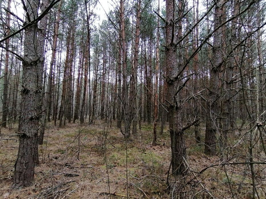 Działka Szlędaki. Zdjęcie 4