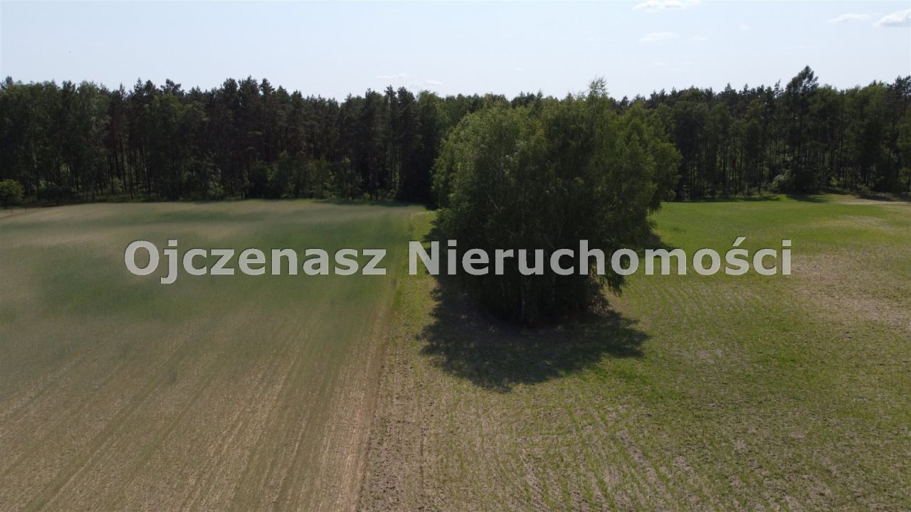 Działka leśna Jędrzejewo. Zdjęcie 3