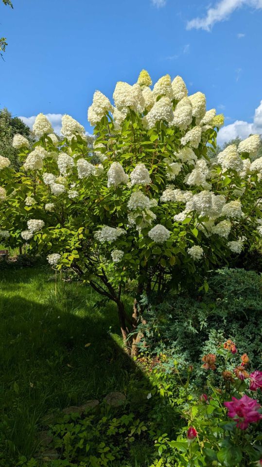 Działka rod Szczecin Dąbie. Zdjęcie 4