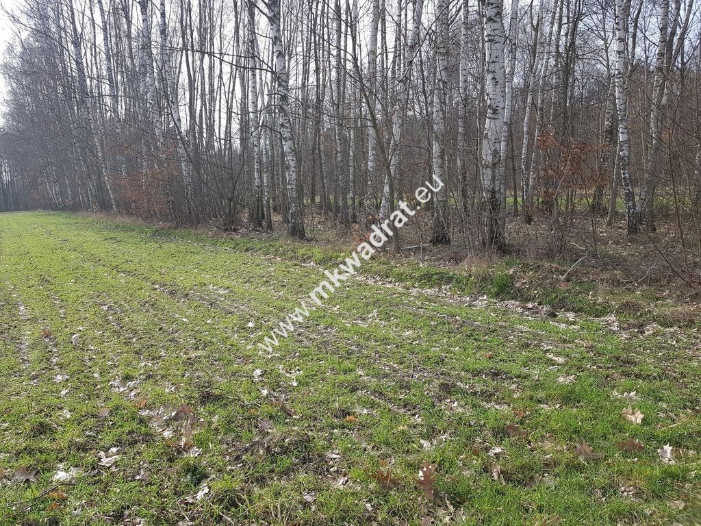 Działka leśna Borszyce. Zdjęcie 3