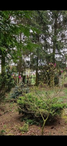 Działka siedliskowa Nowa Wieś Złotoryjska. Zdjęcie 12