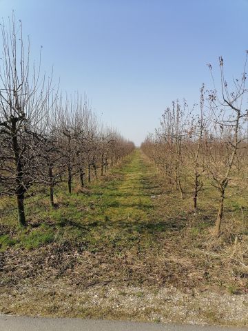 Działka rolna Byszów. Zdjęcie 1