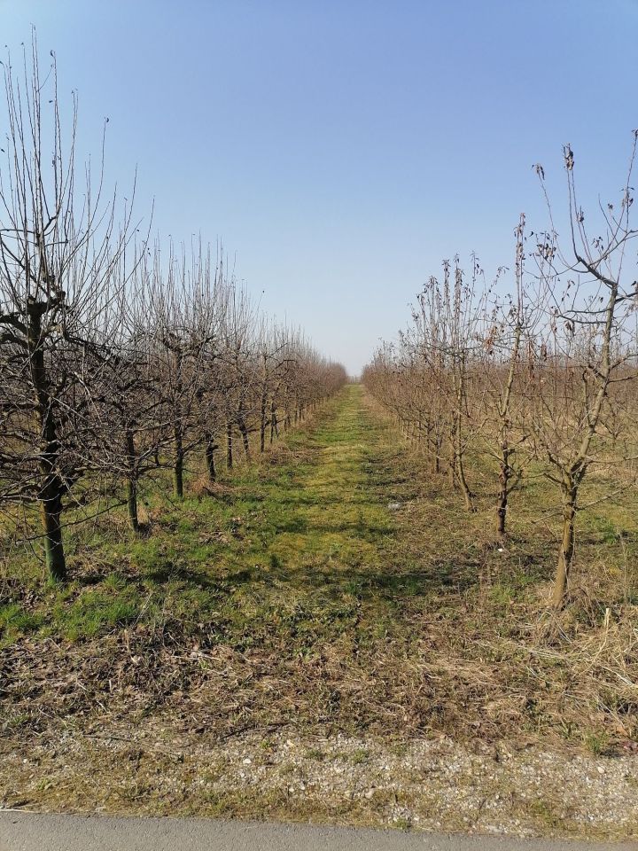 Działka rolna Byszów. Zdjęcie 1