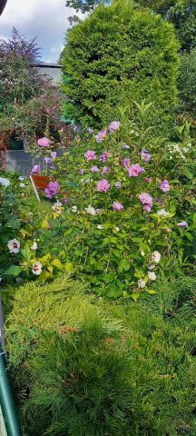 Działka rekreacyjna Gdańsk Oliwa, ul. Subisława. Zdjęcie 1