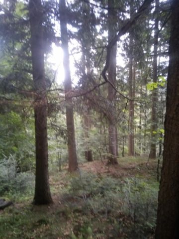 Działka leśna Zaświercze. Zdjęcie 1