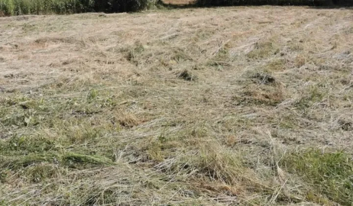 Działka rolna Falenty, ul. Poniatowskiego