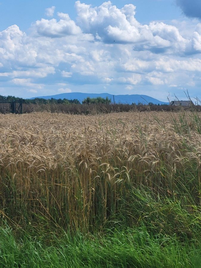 Działka budowlana Pruchna, ul. Kopanina. Zdjęcie 5