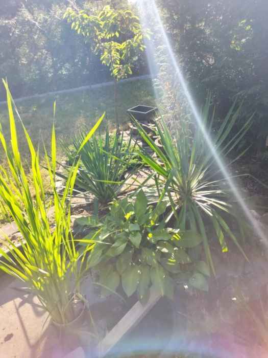 Działka rod Gdańsk Owczarnia. Zdjęcie 5