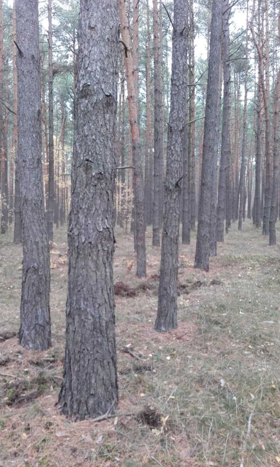 Działka leśna Kowale. Zdjęcie 3