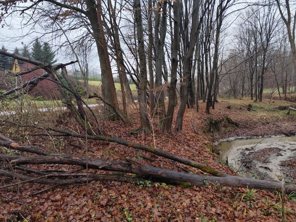 Działka leśna Lipnica Górna. Zdjęcie 3