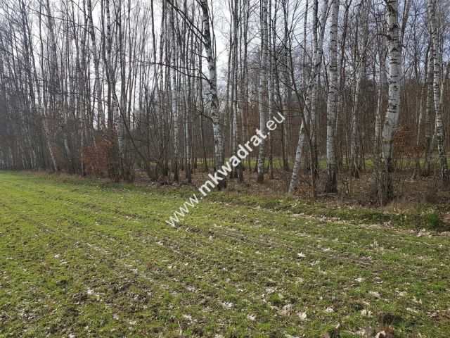 Działka leśna Borszyce. Zdjęcie 4