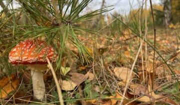 Działka budowlana Wola Mrokowska, ul. Ogrodowa