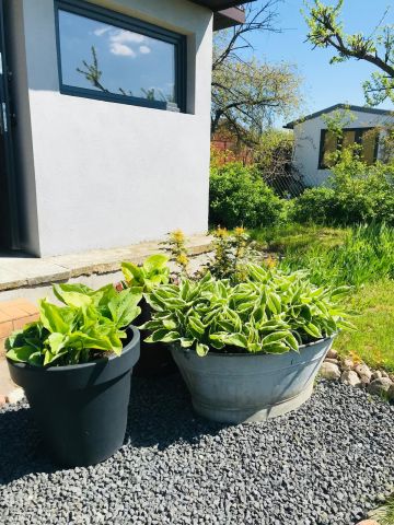 Działka rod Września, ul. Działkowców. Zdjęcie 1