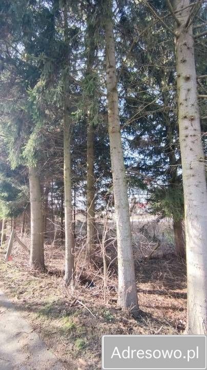 Działka budowlana Szymbory. Zdjęcie 3