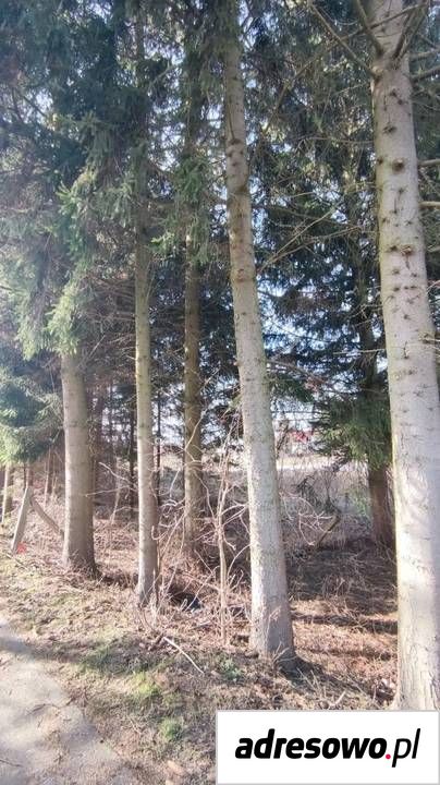 Działka siedliskowa Szymbory. Zdjęcie 3