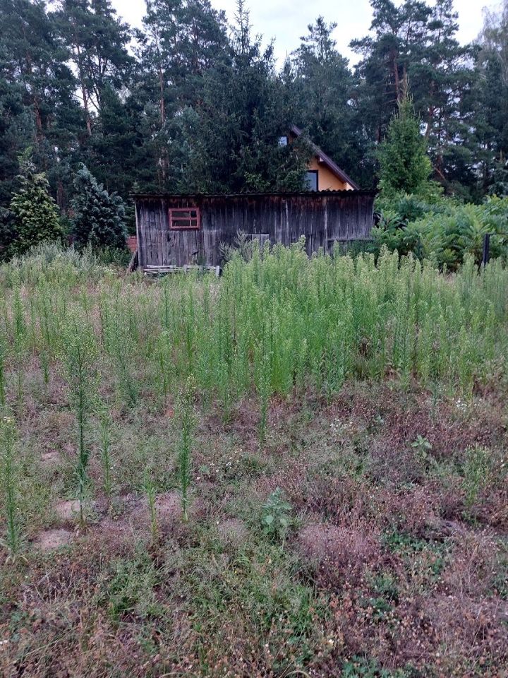 dom wolnostojący Trzcianka. Zdjęcie 4