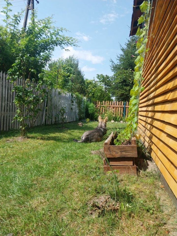 Działka rod Żyrardów. Zdjęcie 8