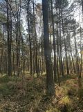 Działka leśna Stanowiska. Zdjęcie 3
