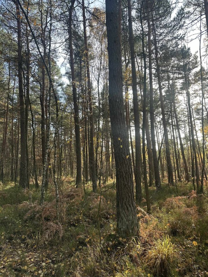 Działka leśna Stanowiska. Zdjęcie 4