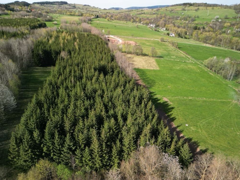 Działka leśna Sokolica. Zdjęcie 6