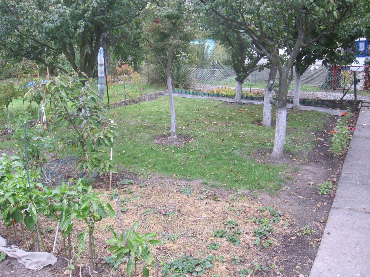 Działka rekreacyjna Wrocław Klecina, ul. Karmelkowa. Zdjęcie 10