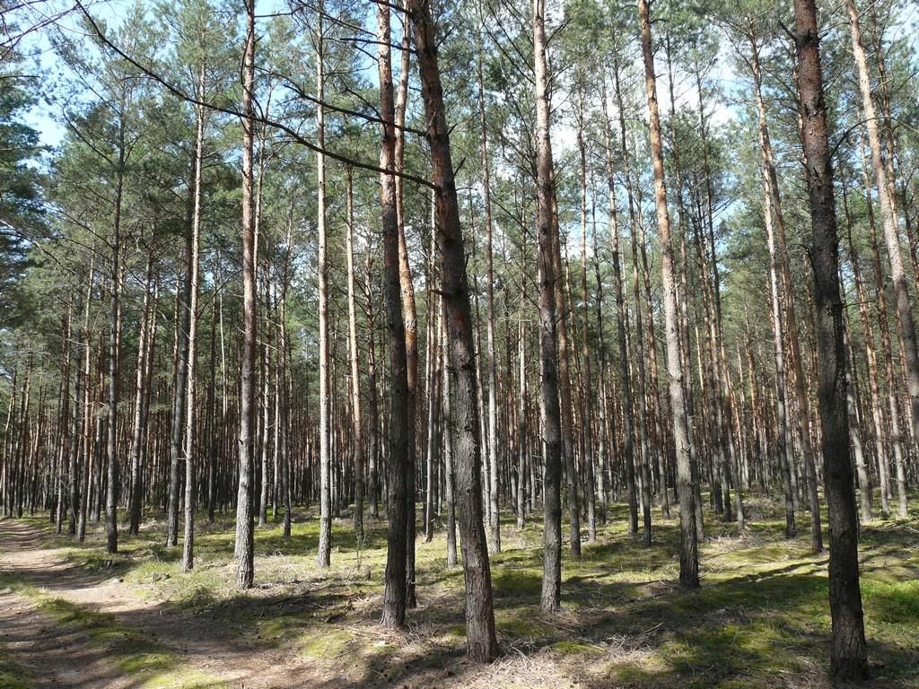 Działka leśna Dębicze