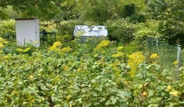 Działka rod Toruń, ul. Stanisława Przybyszewskiego