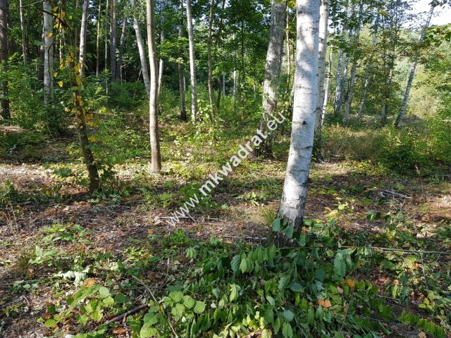 Działka budowlana Żółwin. Zdjęcie 3