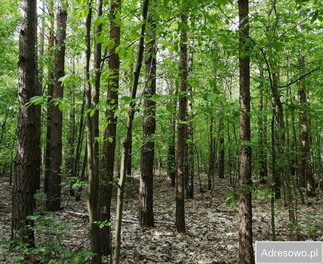 Działka leśna Janówka. Zdjęcie 7