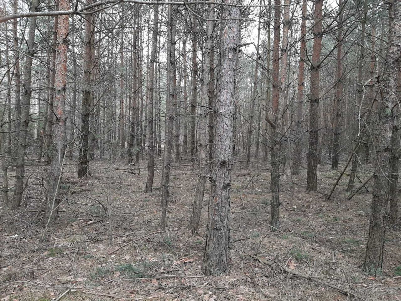 Działka leśna Chrusty. Zdjęcie 6