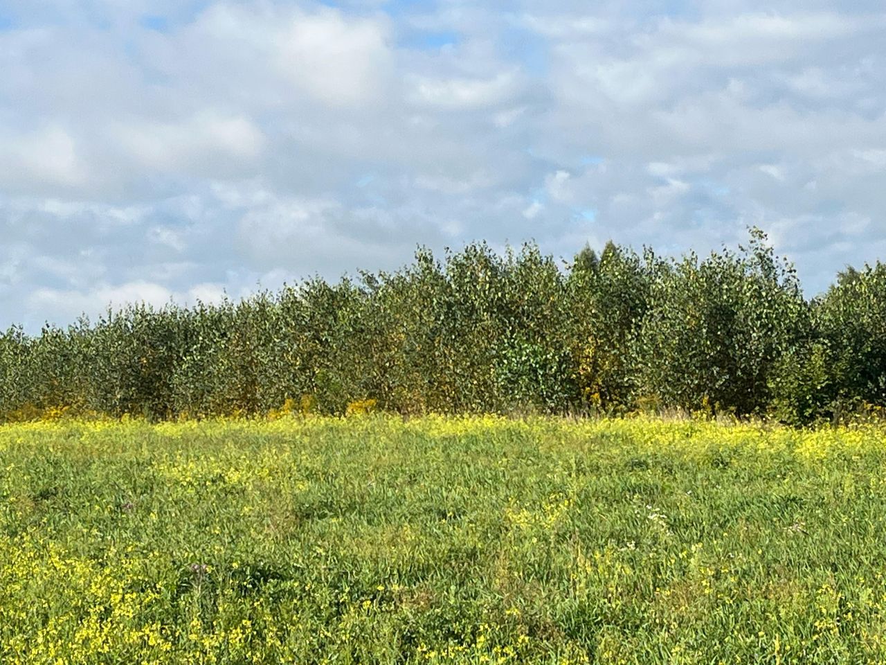 Działka budowlana Łódź Modrzew, ul. Okólna